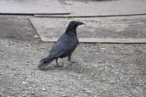 316-1814 Raven, Juneau, AK